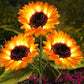 🔥 NUR KURZE ZEIT: -50% ⏳ Solar Sonnenblumen Lichter 🌻 75 cm – romantische Gartenbeleuchtung ganz ohne Strom 💡
