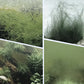 Algenbekämpfung im Aquarium
