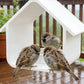 Moderner hausförmiger hängender Vogelfutterspender