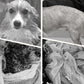 Weicher, saugfähiger und schnell trocknender Hundebademantel🚿🧼🐾