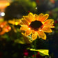 🔥 NUR KURZE ZEIT: -50% ⏳ Solar Sonnenblumen Lichter 🌻 75 cm – romantische Gartenbeleuchtung ganz ohne Strom 💡