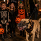 🎃 JETZT 50 % RABATT! 🐶 Realistische Halloween-Hundemaulkorb-Verkleidung – gruselige blutige Reißzähne, verstellbares lustiges Cosplay-Zubehör für Halloween-Partys